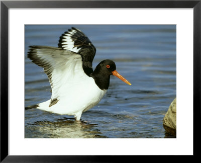 Oystercatcher, Wings Raised, Scotland by Mark Hamblin Pricing Limited Edition Print image