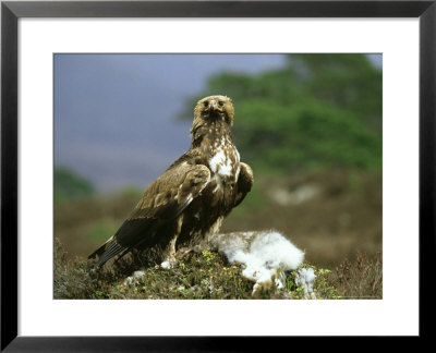 Golden Eagle, Feeding On Hare, Scotland by Mark Hamblin Pricing Limited Edition Print image