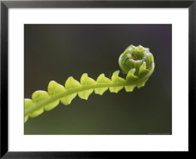 Hard Fern, Close-Up Of Of Fresh Green Frond, Norway by Mark Hamblin Pricing Limited Edition Print image
