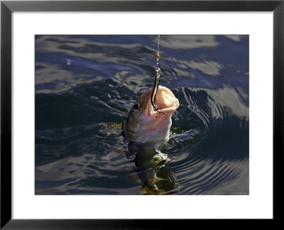 Cod Fishing, Norway by Mark Hamblin Pricing Limited Edition Print image