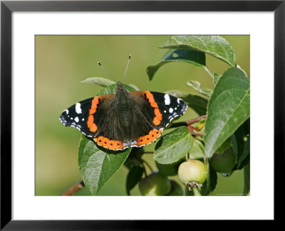 Red Admiral On Crab Apple Leaf, Scotland by Mark Hamblin Pricing Limited Edition Print image