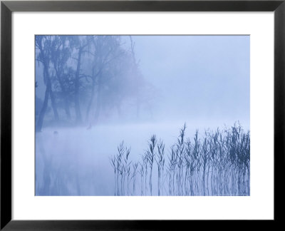 Reed Fringed Loch In Dawn Light, Strathspey, Scotland by Mark Hamblin Pricing Limited Edition Print image