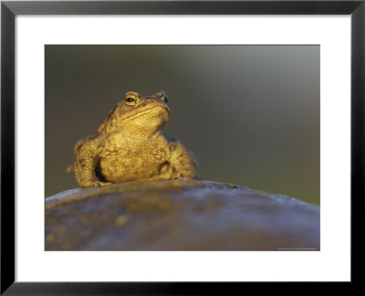 Common Toad, Adult Sitting, Scotland by Mark Hamblin Pricing Limited Edition Print image