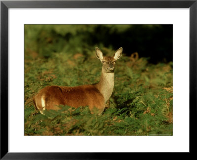 Red Deer, Hind, Uk by Mark Hamblin Pricing Limited Edition Print image