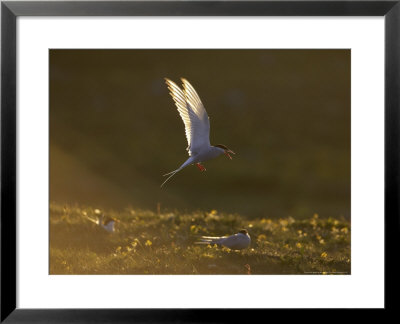 Arctic Tern, Adult In Flight In Late Evening Light Over Breeding Colony, Iceland by Mark Hamblin Pricing Limited Edition Print image