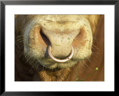 Close-Up Of Bulls Nose With Ring Through Nostrils, Scotland by Mark Hamblin Pricing Limited Edition Print image