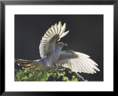 Cuckoo, Adult Male Alighting On Larch Branch With Light Shining Through Wings, Scotland by Mark Hamblin Pricing Limited Edition Print image