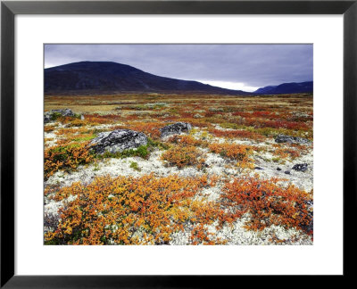 Dovrefjell National Park, Tundra In Autumn, Norway by Mark Hamblin Pricing Limited Edition Print image