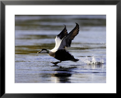Eider, Adult Male Running Across Water Ready For Take Off, Norway by Mark Hamblin Pricing Limited Edition Print image