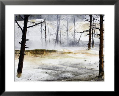 Dead Trees & Travertine Terraces, Yellowstone National Park, Usa by Mark Hamblin Pricing Limited Edition Print image
