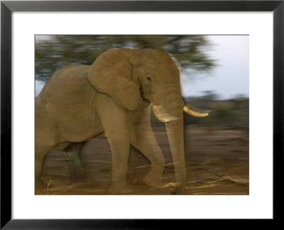 Elephant, Bull In Musth Walking In Veld At Dusk, Nothern Tuli Game Reserve, Botswana by Roger De La Harpe Pricing Limited Edition Print image