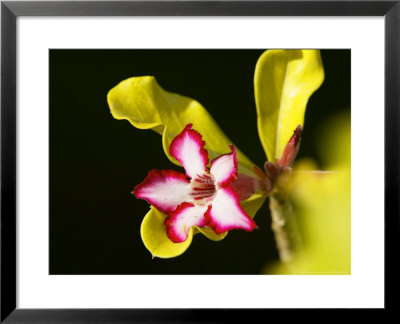 Impala Lily, South Africa by Roger De La Harpe Pricing Limited Edition Print image