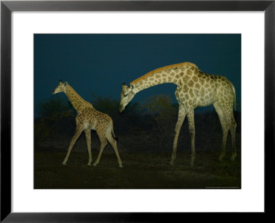 Giraffe, Cow And Calf In Veld At Twilight, Northern Tuli Game Reserve, Botswana by Roger De La Harpe Pricing Limited Edition Print image