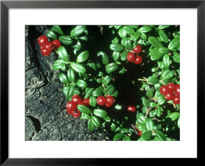 Lowbush Cranberry, Beaver Lake, Alaska by Frank Huber Pricing Limited Edition Print image