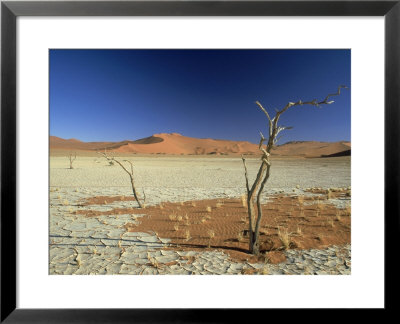 Dead Acacia Tree And Cracked Mud, Sossusvlei, Namibia by Tim Jackson Pricing Limited Edition Print image