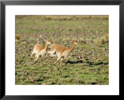 Vicuna, Males In High Speed Chase, Peruvian Andes by Mark Jones Pricing Limited Edition Print image