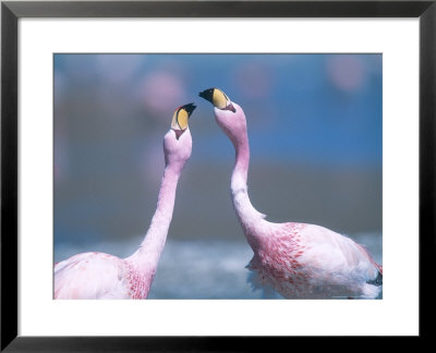 Jamess Flamingo, Males Squabbling, Bolivia by Mark Jones Pricing Limited Edition Print image