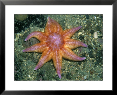Northern Or Purple Sunstar, West Coast, Scotland by Paul Kay Pricing Limited Edition Print image