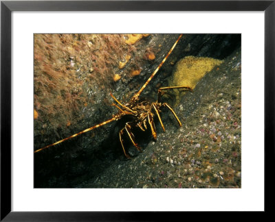 Crawfish, County Kerry, Ireland by Paul Kay Pricing Limited Edition Print image