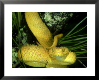 African Bush Viper (Gold), Atheris Squamiger Venomous Snake by Brian Kenney Pricing Limited Edition Print image