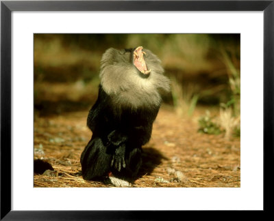 Lion-Tailed Macaque, Macaca Silenus, Endangered, India by Brian Kenney Pricing Limited Edition Print image