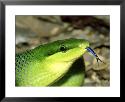 Red-Tailed Green Rat Snake, Smelling The Air By Flicking Out Tongue by Brian Kenney Pricing Limited Edition Print image