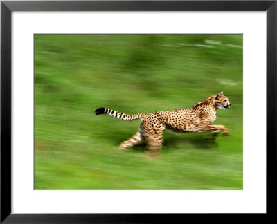 Cheetahacinonyx Jubatusrunningafrica by Brian Kenney Pricing Limited Edition Print image