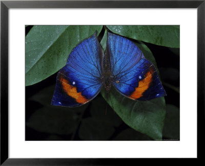 Indian Leaf Butterfly by Brian Kenney Pricing Limited Edition Print image