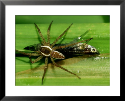 6-Spotted Fishing Spider, Carrying Prey, Florida by Brian Kenney Pricing Limited Edition Print image