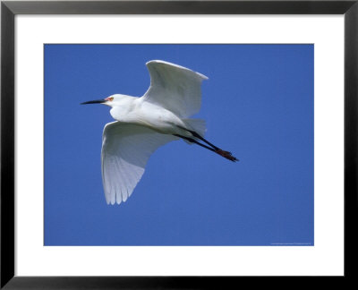 Snowy Egret, Flight, Florida by Brian Kenney Pricing Limited Edition Print image