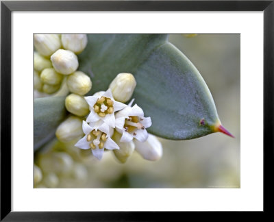 Colletia Paradoxa by Kidd Geoff Pricing Limited Edition Print image