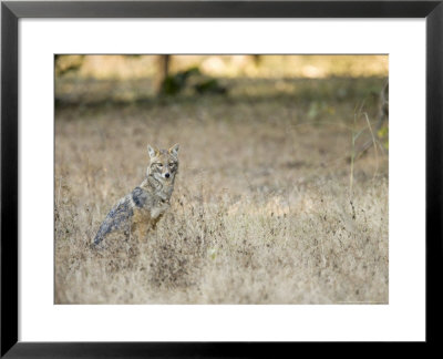 Indian Jackal Sitting In Long Grass, Madhya Pradesh, India by Elliott Neep Pricing Limited Edition Print image