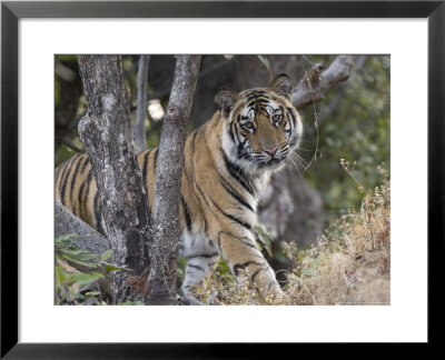Bengal Tiger, Young Male Approaching From Around A Small Tree, Madhya Pradesh, India by Elliott Neep Pricing Limited Edition Print image