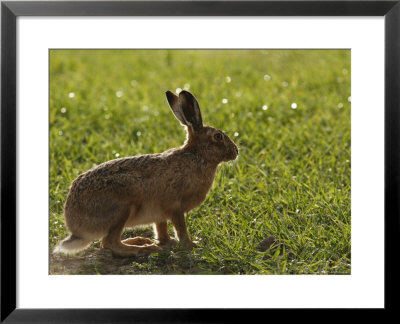 Brown Hare, Backlit Brown Hare In Green Grass, Lancashire, Uk by Elliott Neep Pricing Limited Edition Print image