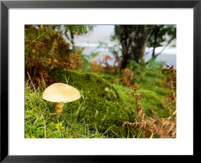 Wood Mushroom, Isle Of Mull, Scotland by Elliott Neep Pricing Limited Edition Print image