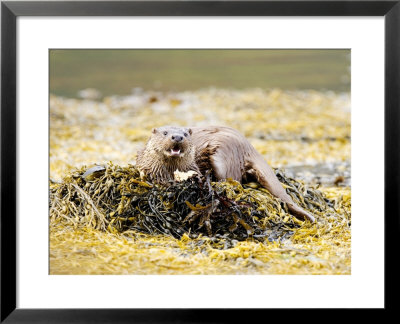 European Otter, Female Eating A Crab On A Seaweed Covered Rock, Scotland by Elliott Neep Pricing Limited Edition Print image