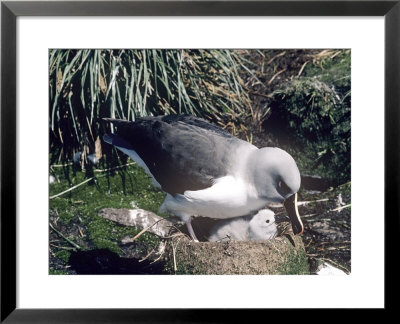 Grey Headed Albatross, Feeding Chick, South Georgia by Ben Osborne Pricing Limited Edition Print image