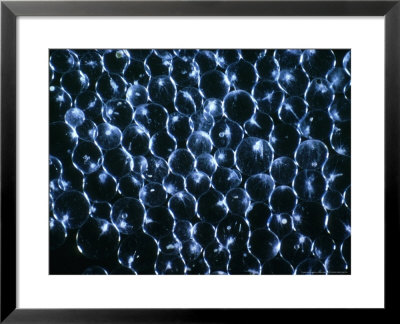 Dinoflagellates, Microscope by Oxford Scientific Pricing Limited Edition Print image