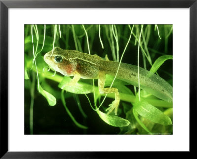 Common Frog, Froglet/Tadpole by Oxford Scientific Pricing Limited Edition Print image