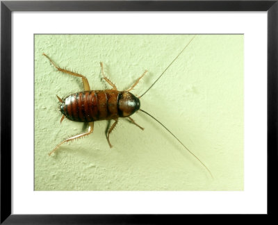 American Cockroach, Nymph by Oxford Scientific Pricing Limited Edition Print image