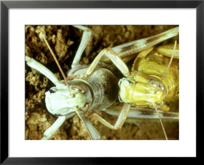 Desert Locust, Mating by Oxford Scientific Pricing Limited Edition Print image