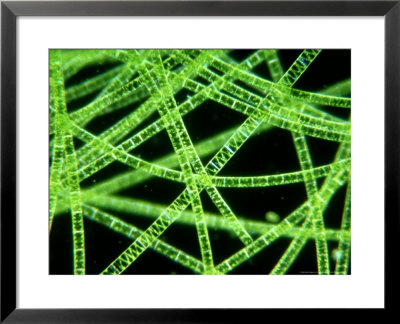 Pond Weed by Oxford Scientific Pricing Limited Edition Print image