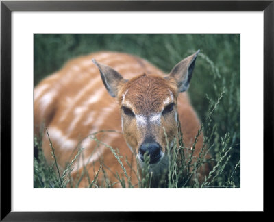 Situtunga, Tragelaphus Spekei by Oxford Scientific Pricing Limited Edition Print image