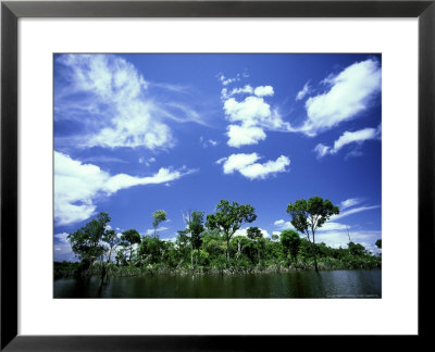Riparian Forest, Tuparro, Colombia by Oxford Scientific Pricing Limited Edition Print image