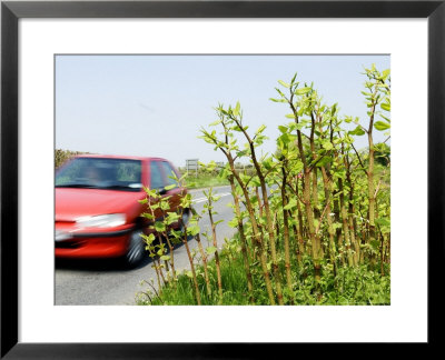 Japanese Knotweed Growing In Worcestershire, Uk by Martin Page Pricing Limited Edition Print image