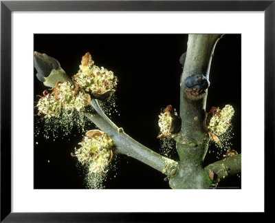 Ash, Male Flowers Shedding Pollen, Mid-Wales by Richard Packwood Pricing Limited Edition Print image