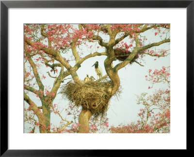 Jabiru Stork At Nest, Brazil by Richard Packwood Pricing Limited Edition Print image