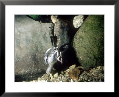 American Dipper, Diving Underwater For Salmon Eggs, Usa by Mary Plage Pricing Limited Edition Print image