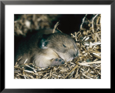 Pika, Baby In Nest, Usa by Mary Plage Pricing Limited Edition Print image
