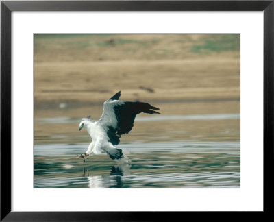 White-Bellied Sea Eagle, Gal Oya National Park, Sri Lanka by Mary Plage Pricing Limited Edition Print image